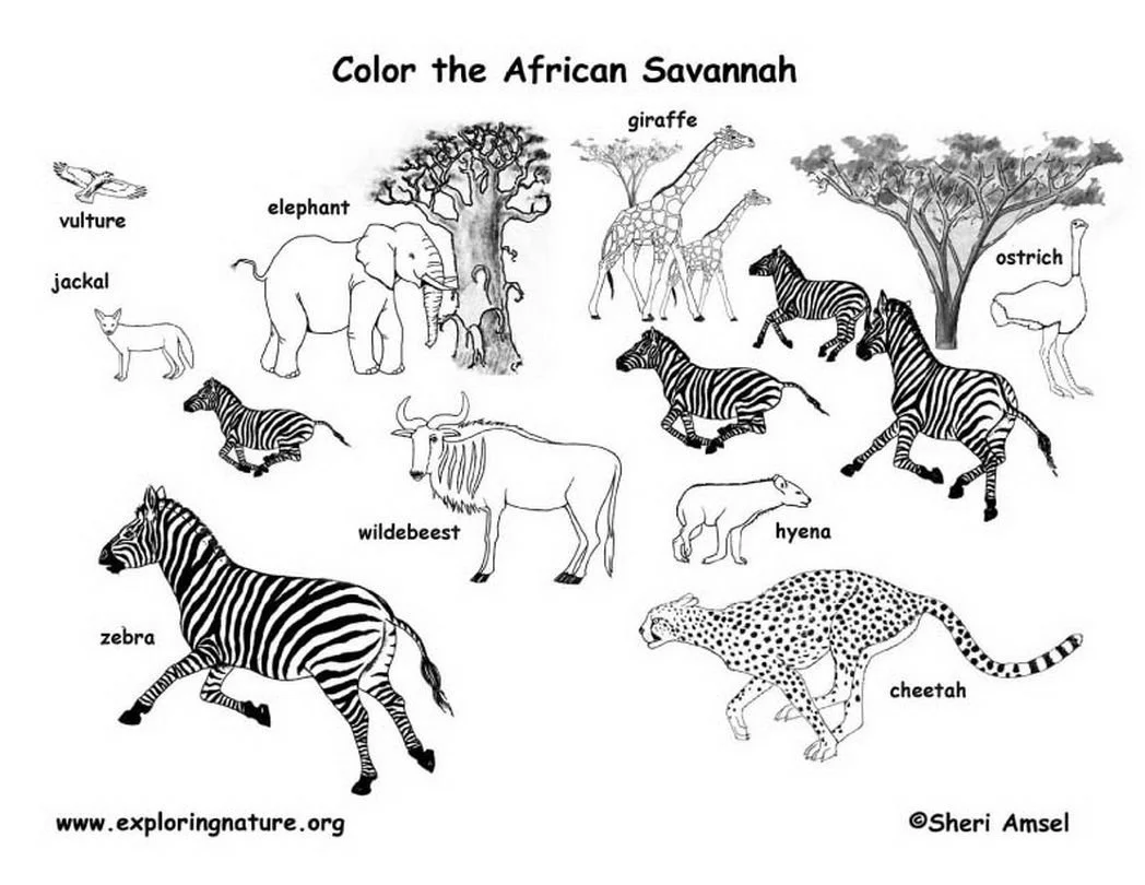 Africa Coloring Pages 14