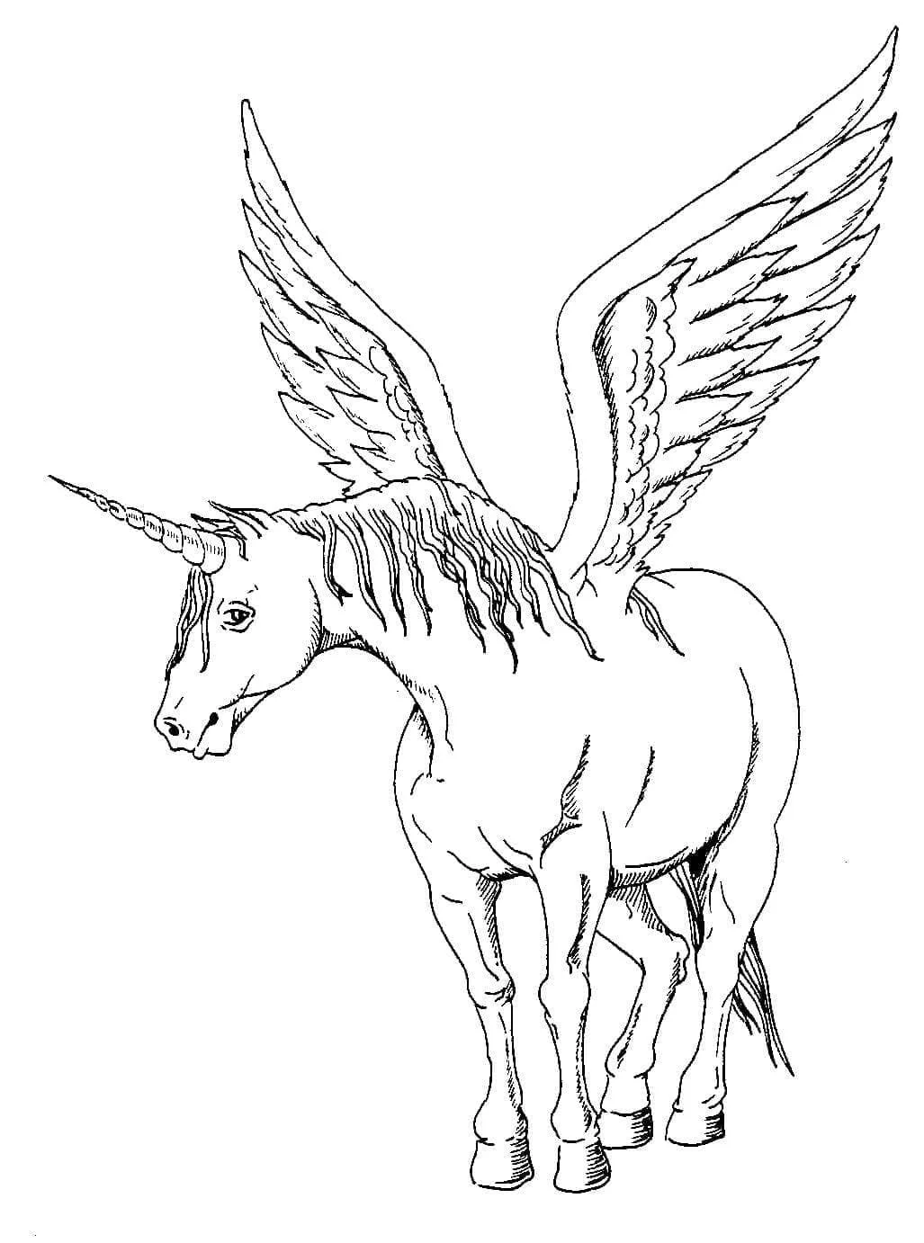 Alicorn Ausmalbilder 18