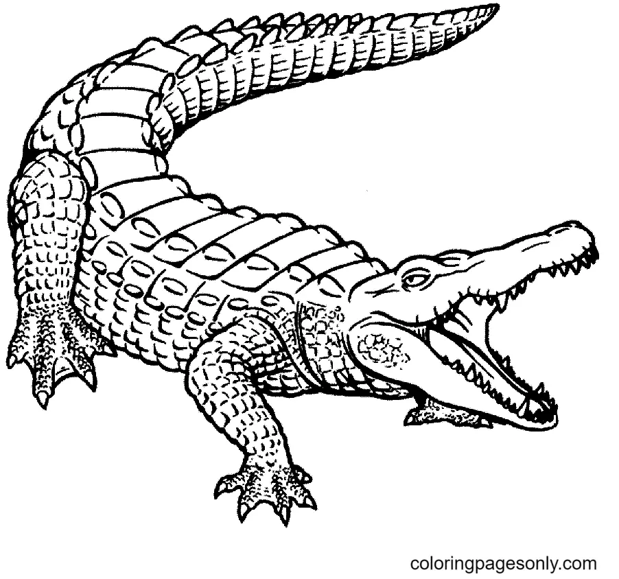 Alligator Coloring Pages 5