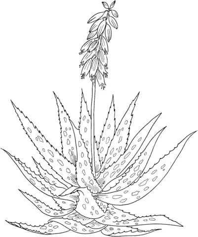Aloes Ausmalbilder 2