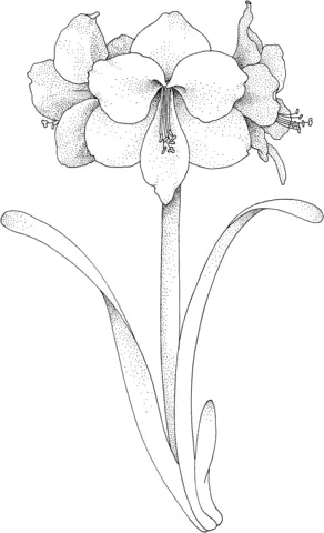 Amaryllis Coloring Pages 1