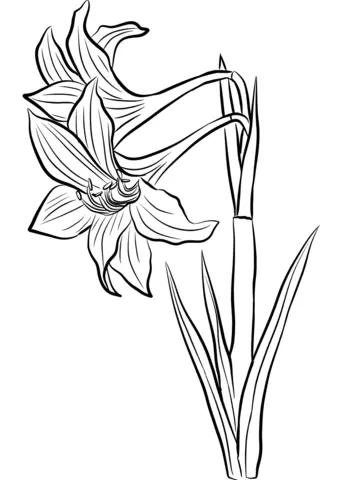 Amaryllis Coloring Pages 2