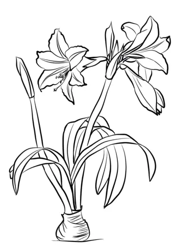 Amaryllis Coloring Pages 3