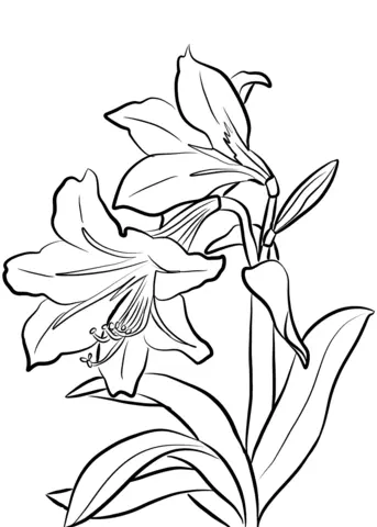 Amaryllis Coloring Pages 4