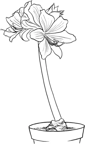 Amaryllis Coloring Pages 6