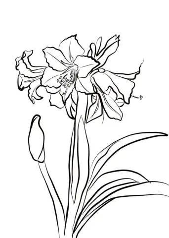 Amaryllis Coloring Pages 7
