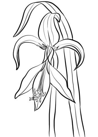 Amaryllis Para Colorear