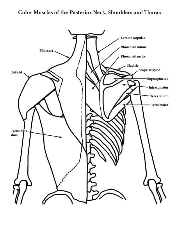 Anatomia Para Colorear 11