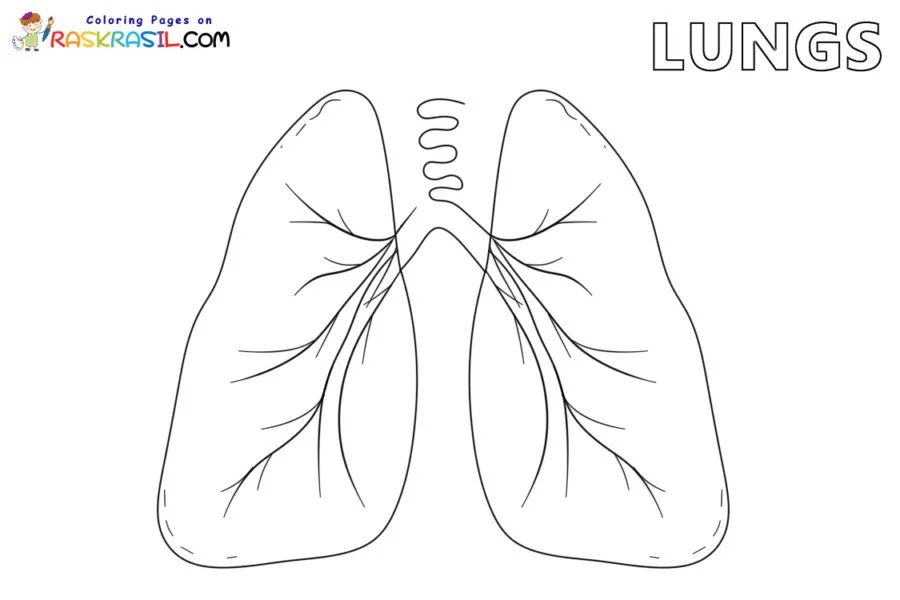 Anatomia Para Colorear 2