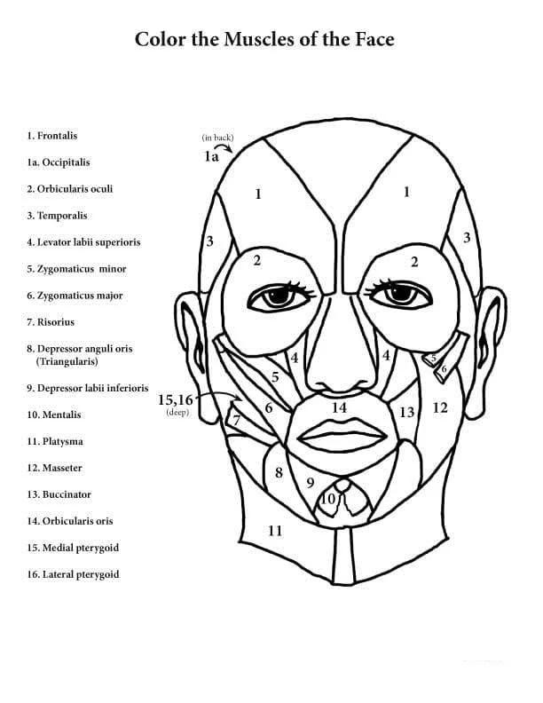 Anatomia Para Colorear 21