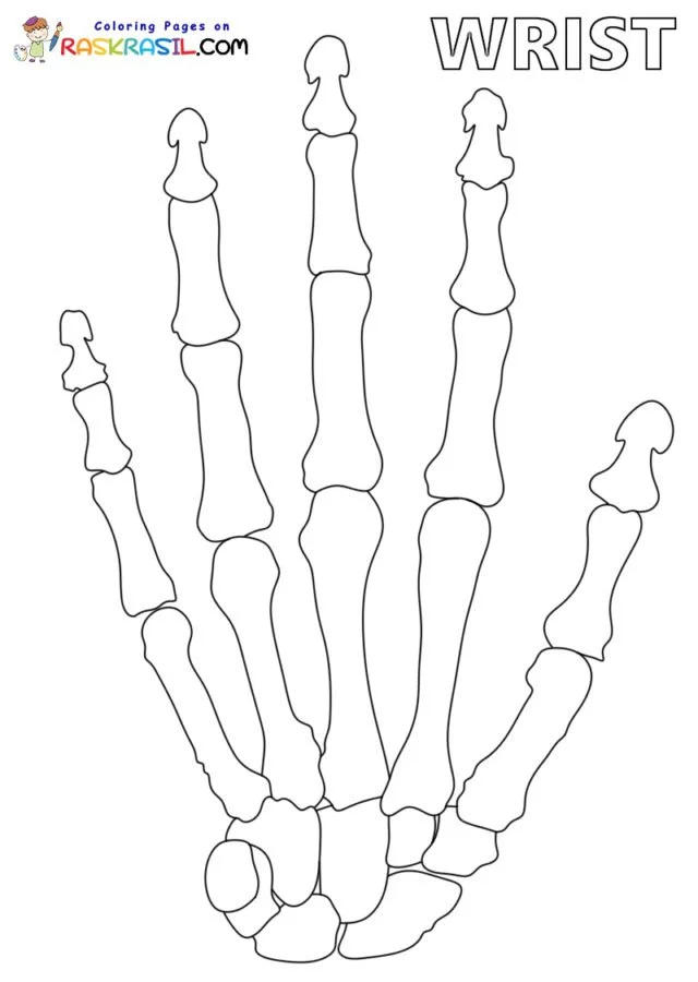 Anatomia Para Colorear 5