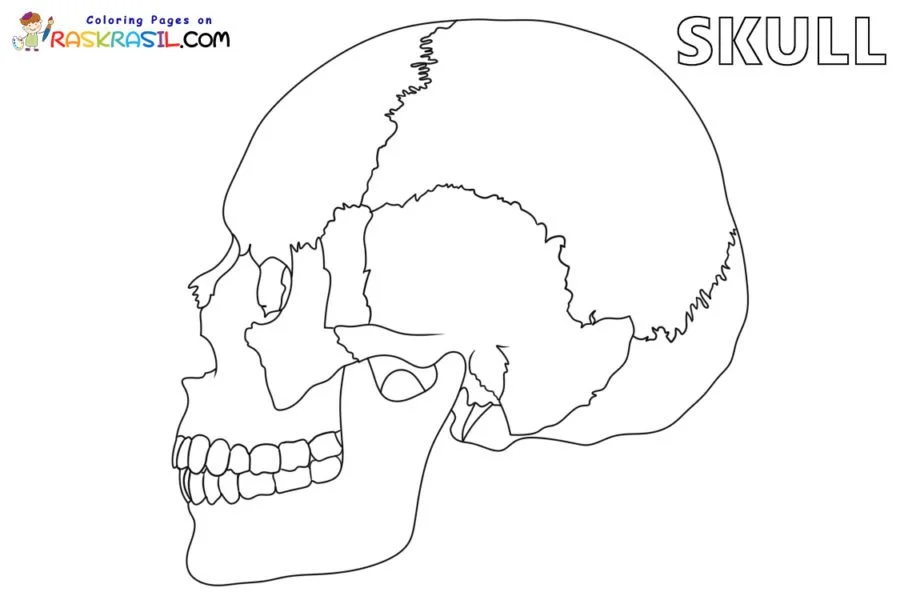 Anatomia Para Colorear 51