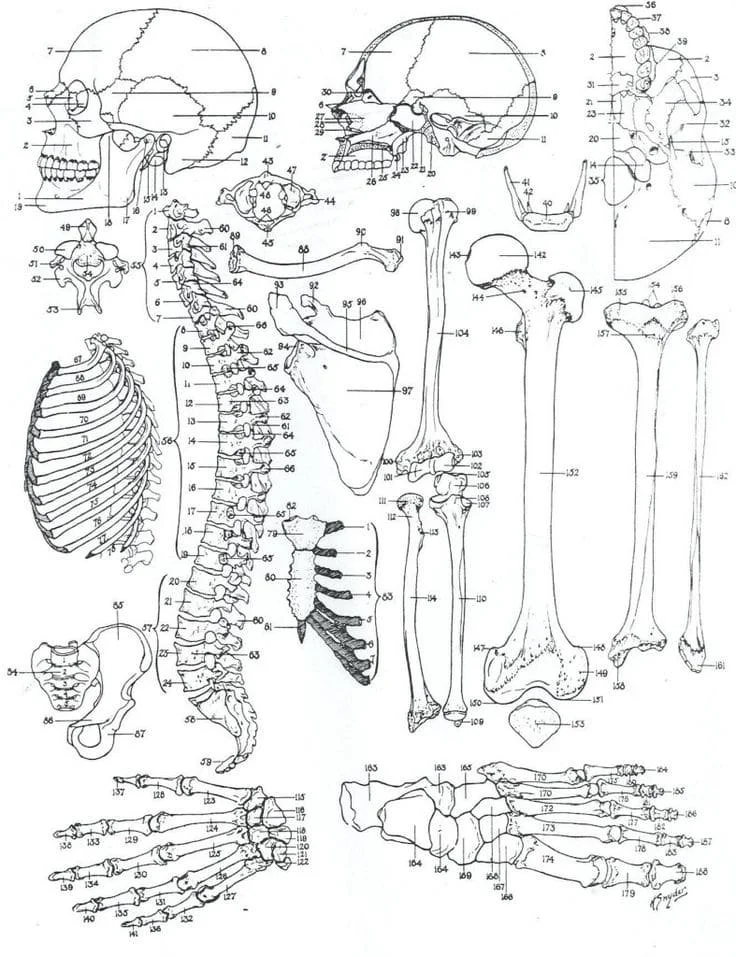 Anatomia Para Colorear 62