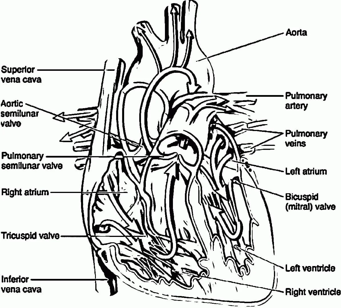 Anatomia Para Colorear 66