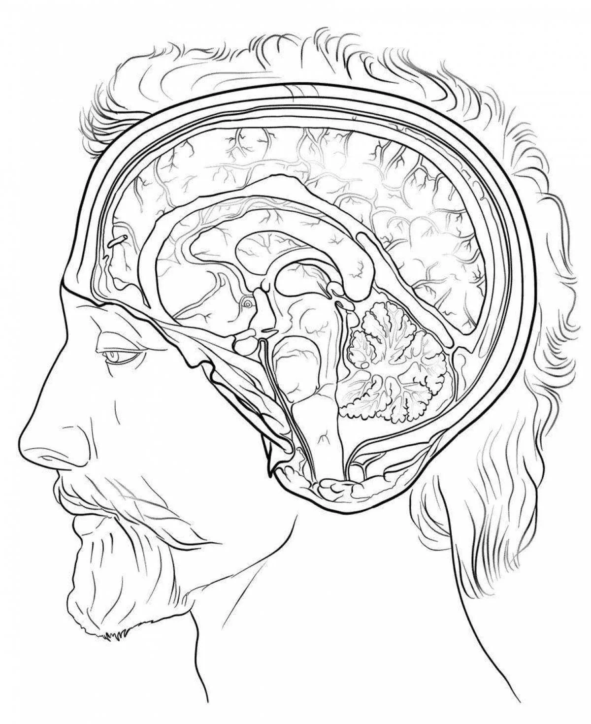 Anatomia Para Colorear 7