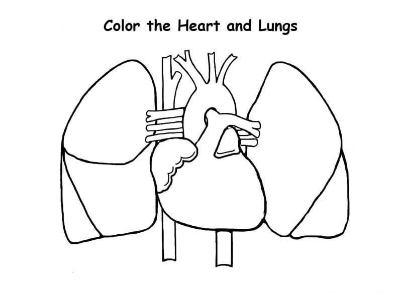 Anatomia Para Colorear 75