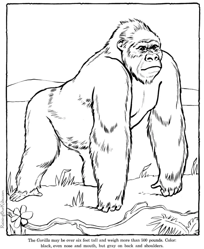 Animales Para Colorear 24