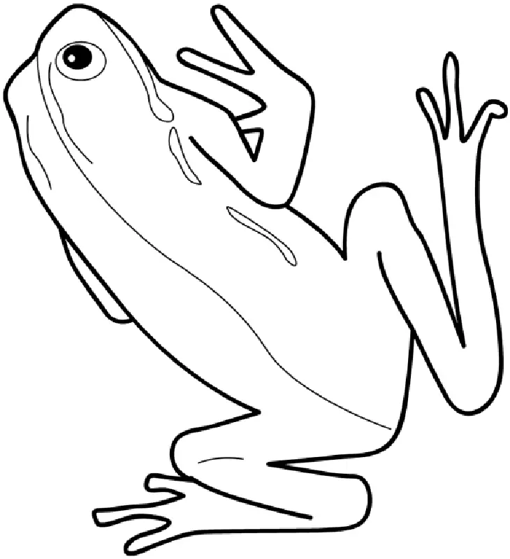 Animales Para Colorear 48