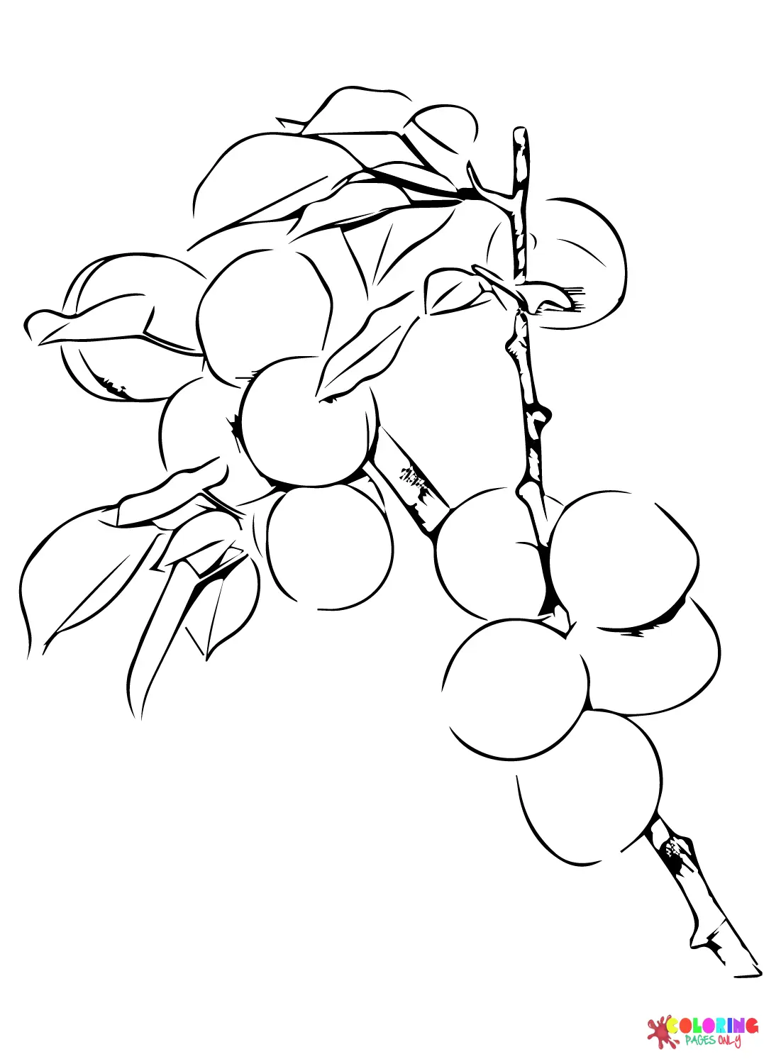 Apricot Coloring Pages 10