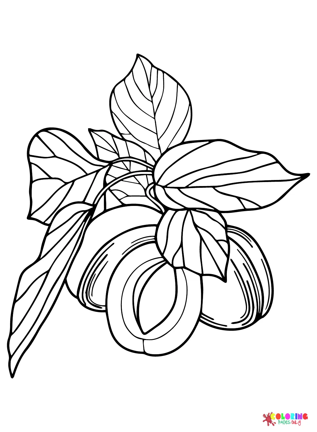 Apricot Coloring Pages 16