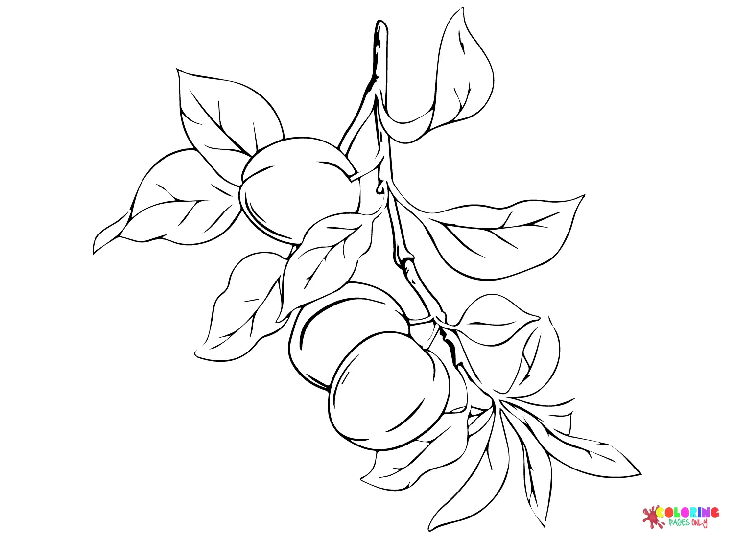 Apricot Coloring Pages 18