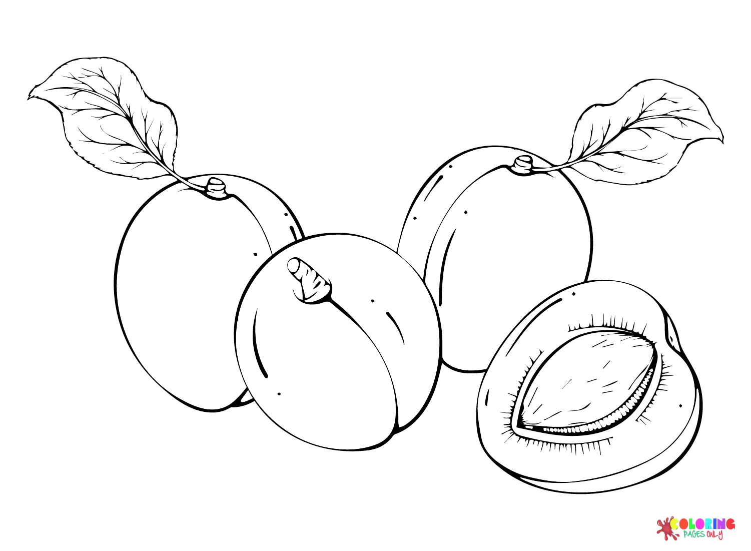Apricot Coloring Pages 19