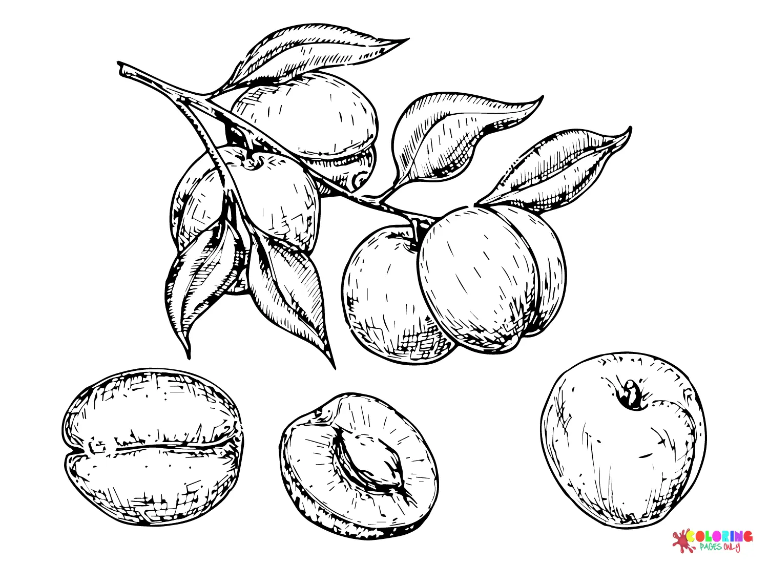Apricot Coloring Pages 22