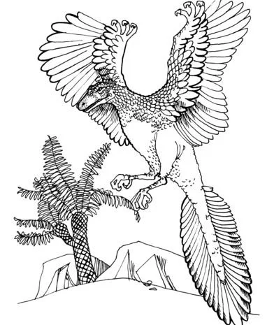 Desenhos de Arqueopterix Para Colorir 12