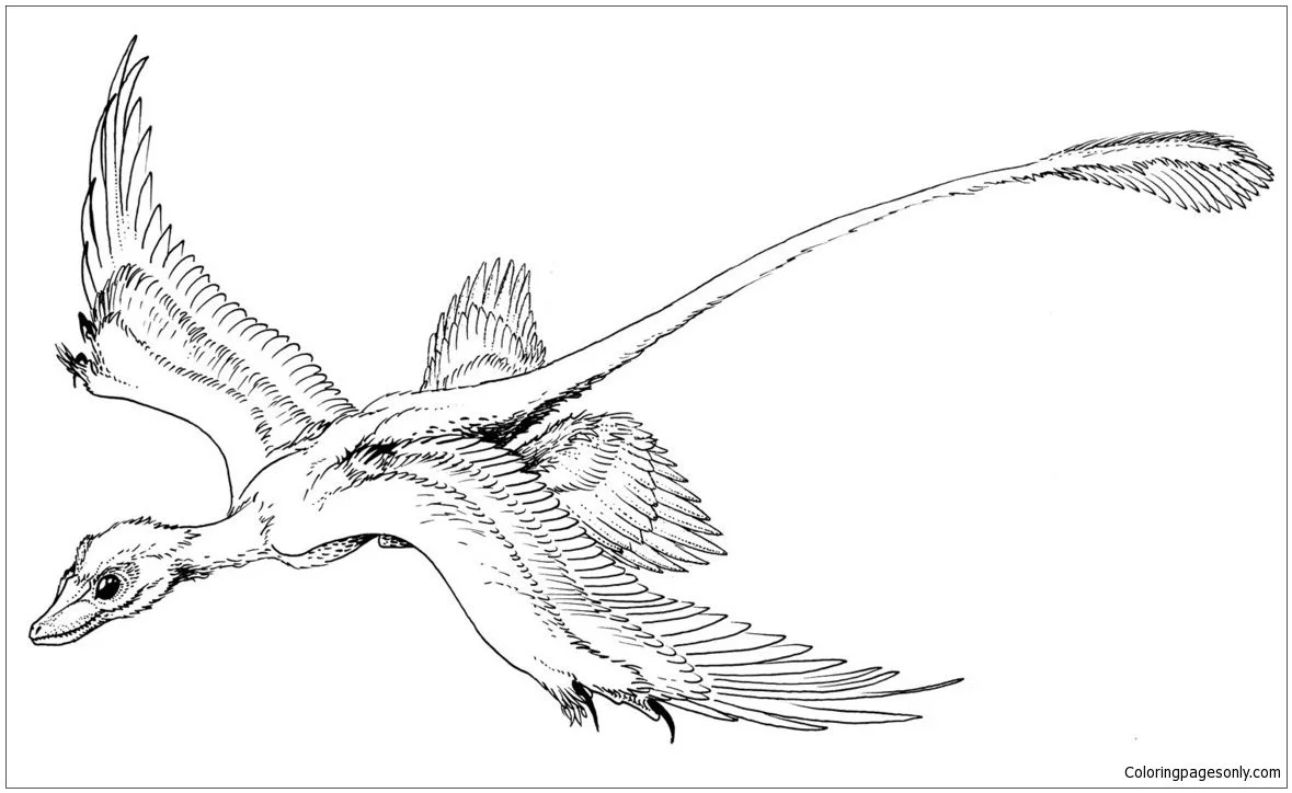 Desenhos de Arqueopterix Para Colorir 2
