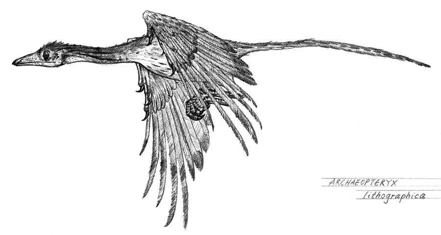 Desenhos de Arqueopterix Para Colorir 29