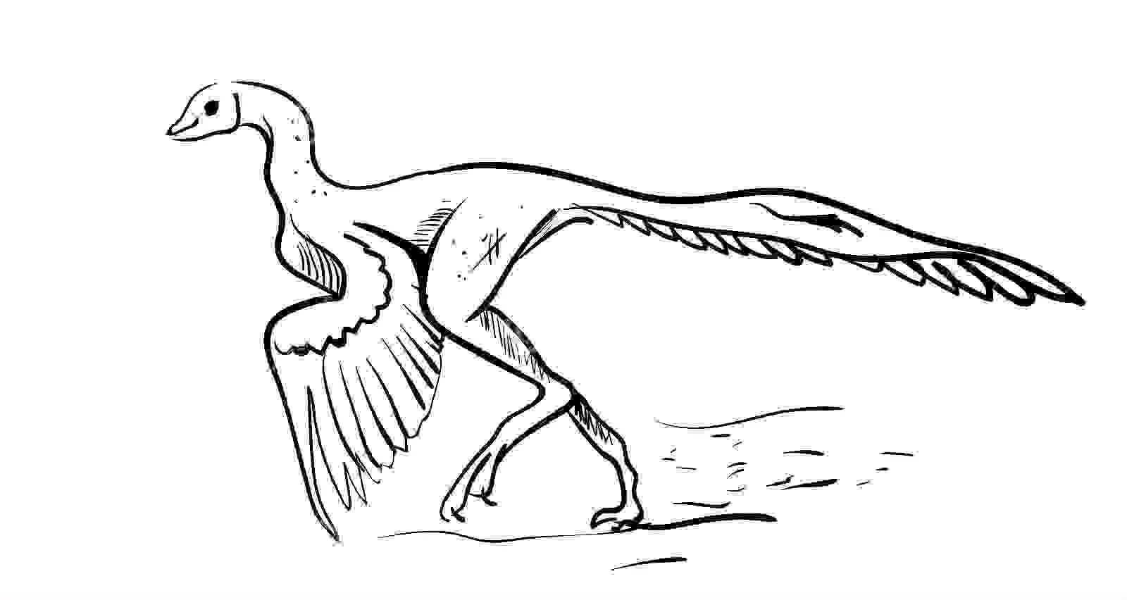 Desenhos de Arqueopterix Para Colorir 36