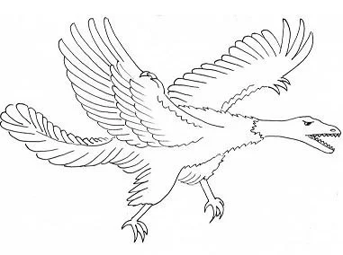 Desenhos de Arqueopterix Para Colorir 8