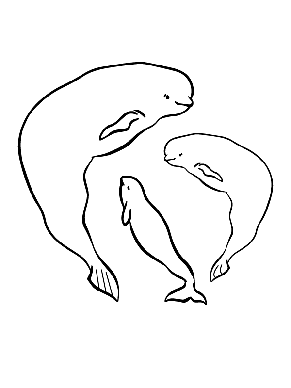 Animais Do Artico Para Colorir 11