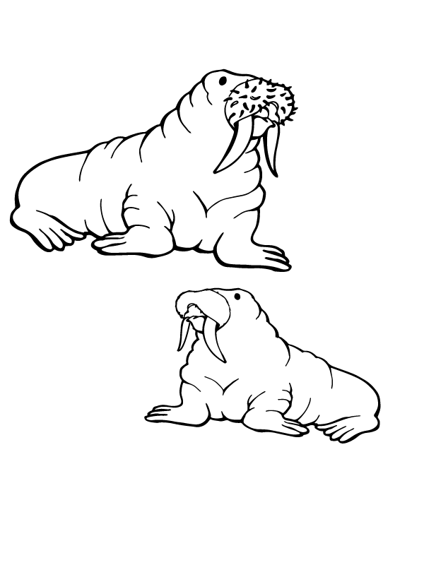 Animais Do Artico Para Colorir 13