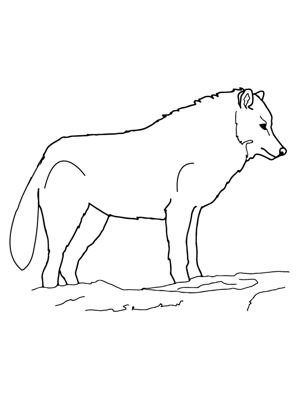 Animais Do Artico Para Colorir 5