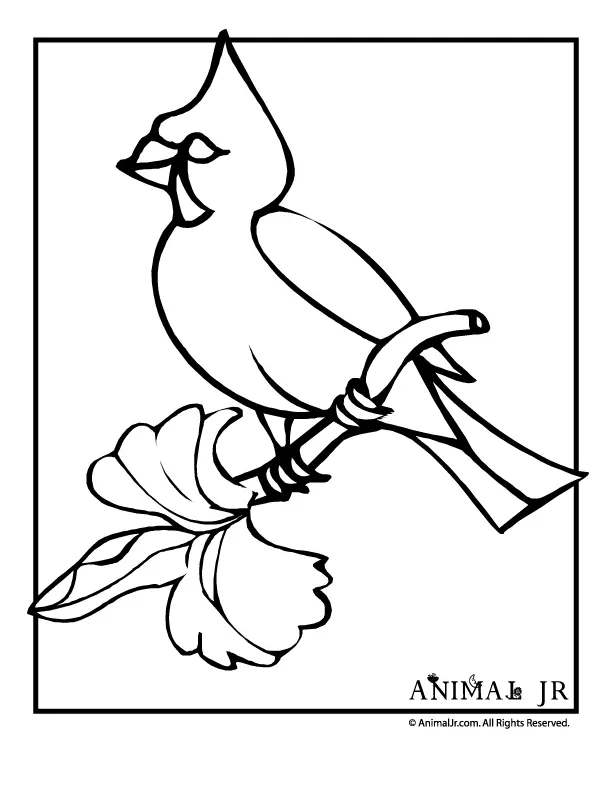 Arizona Cardinals Coloring Pages 18