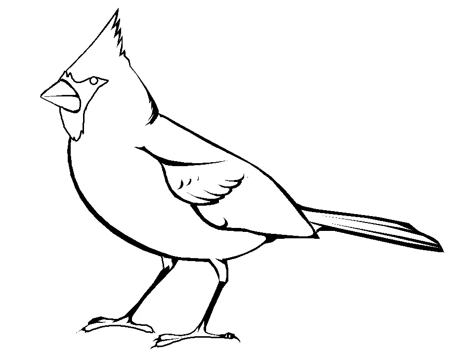 Arizona Cardinals Coloring Pages 20