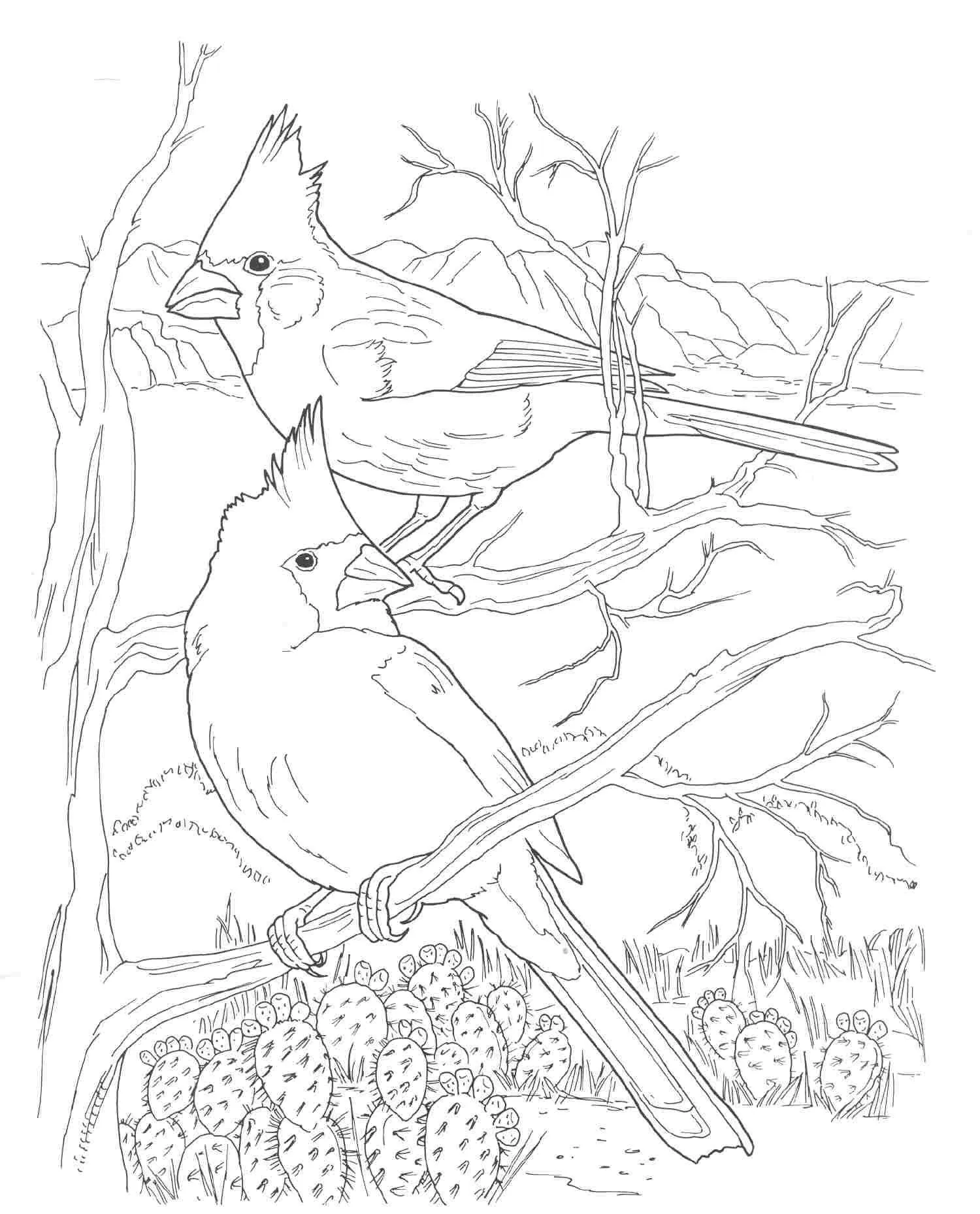 Arizona Cardinals Coloring Pages 5
