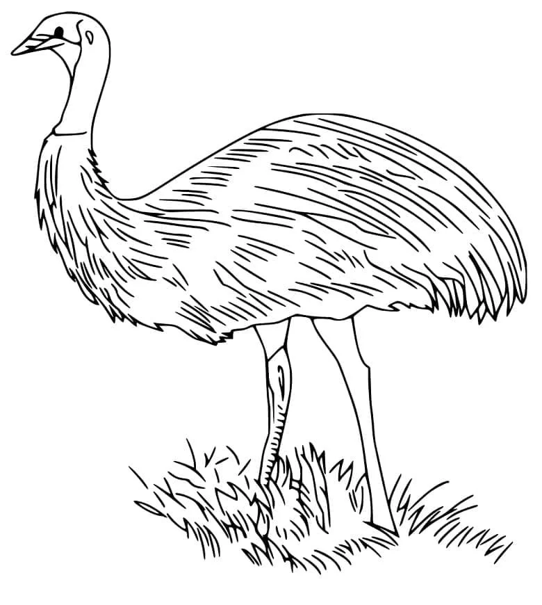 Animales Australianos Para Colorear 31