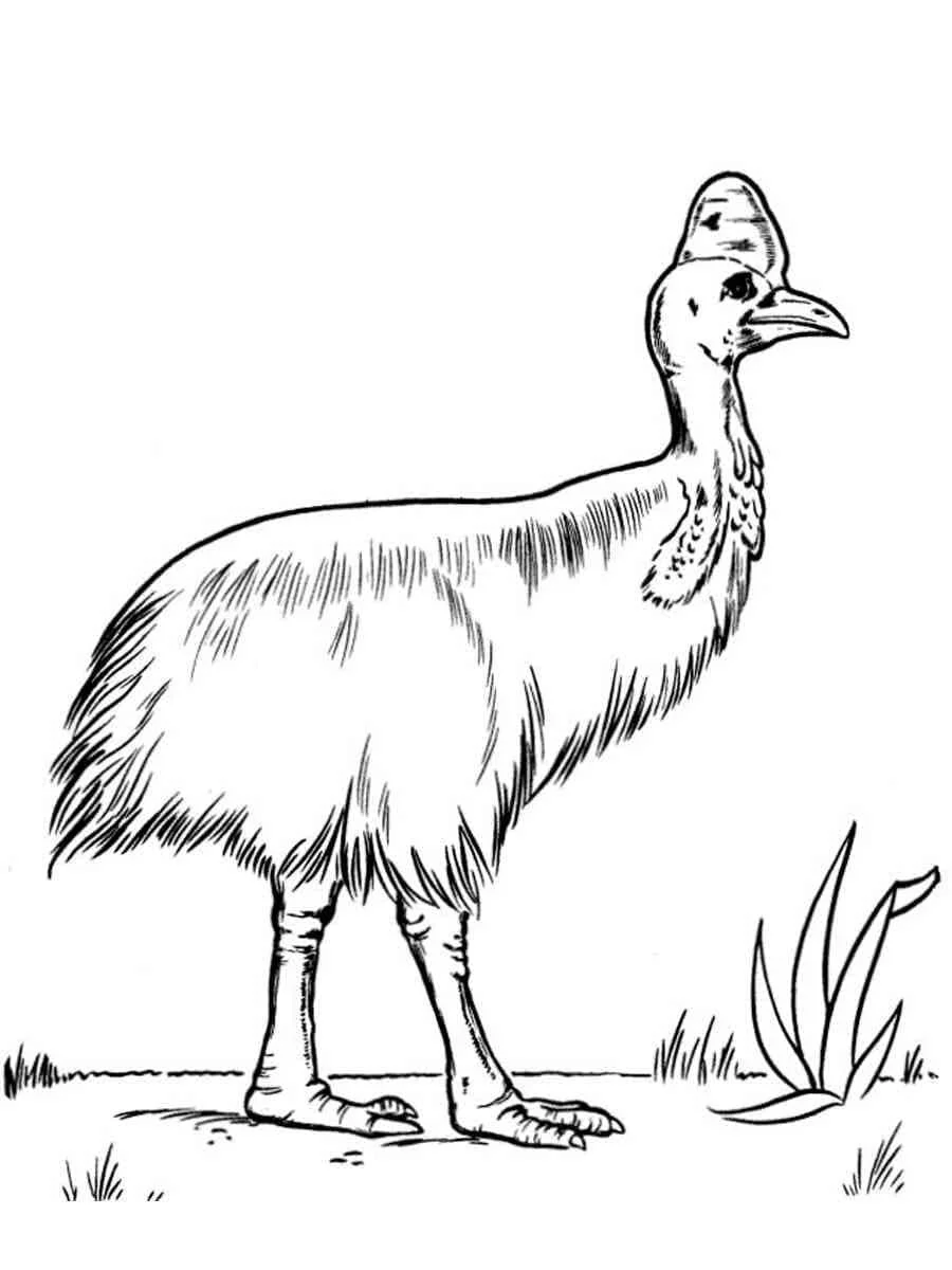 Animales Australianos Para Colorear 48