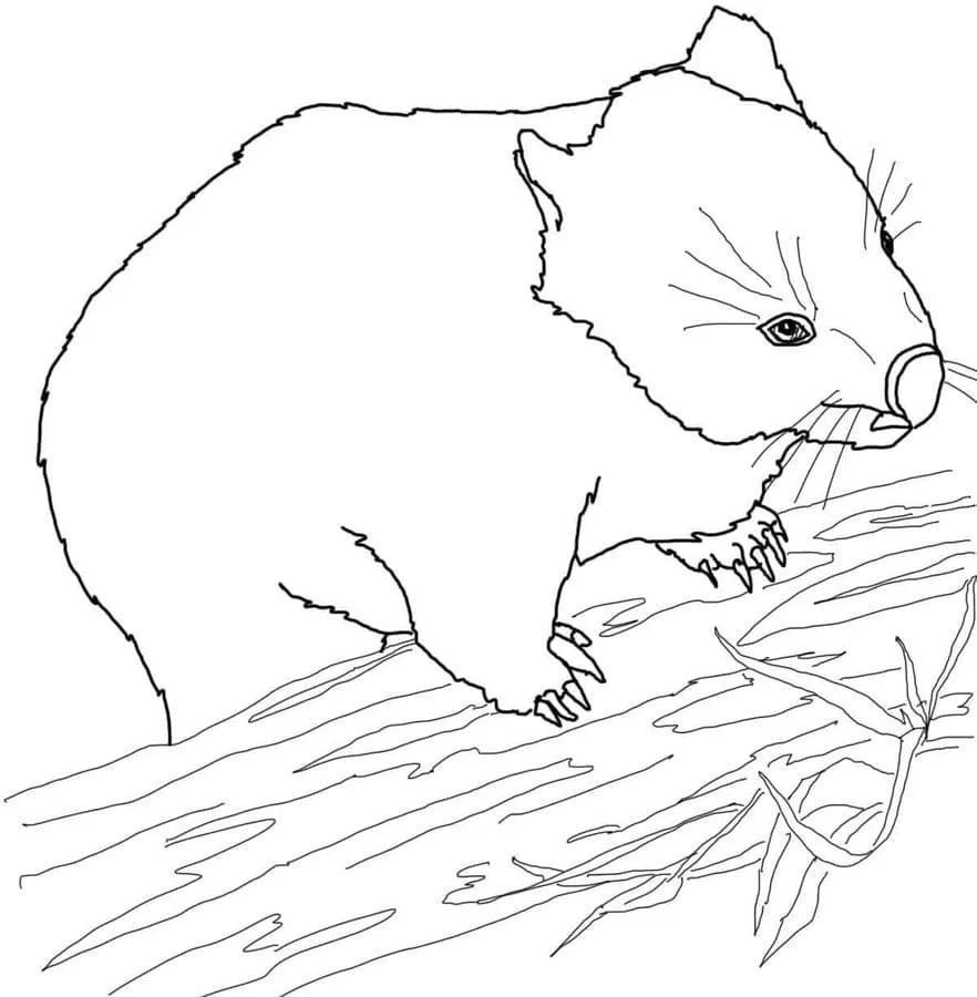 Animales Australianos Para Colorear 50