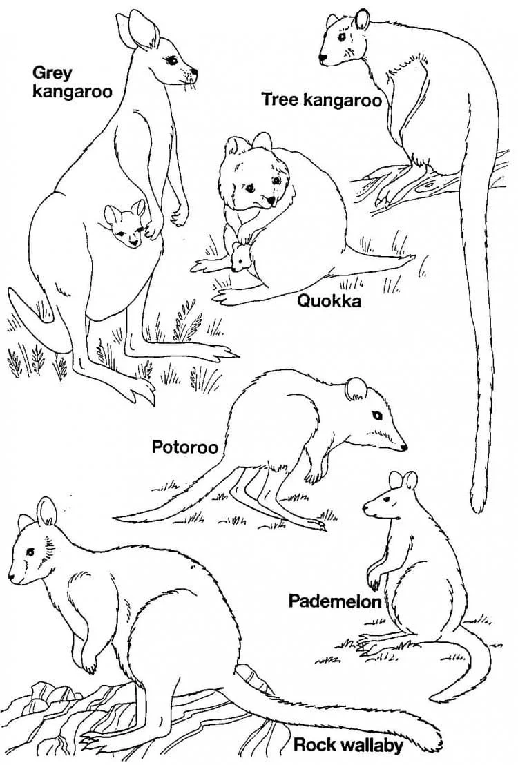 Animales Australianos Para Colorear 72
