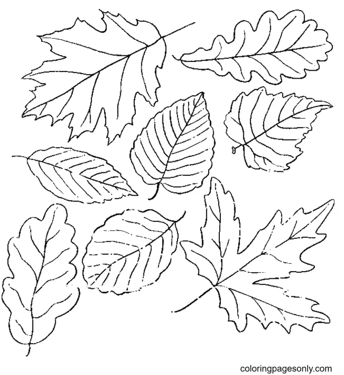 Autumn Leaves Coloring Pages 20