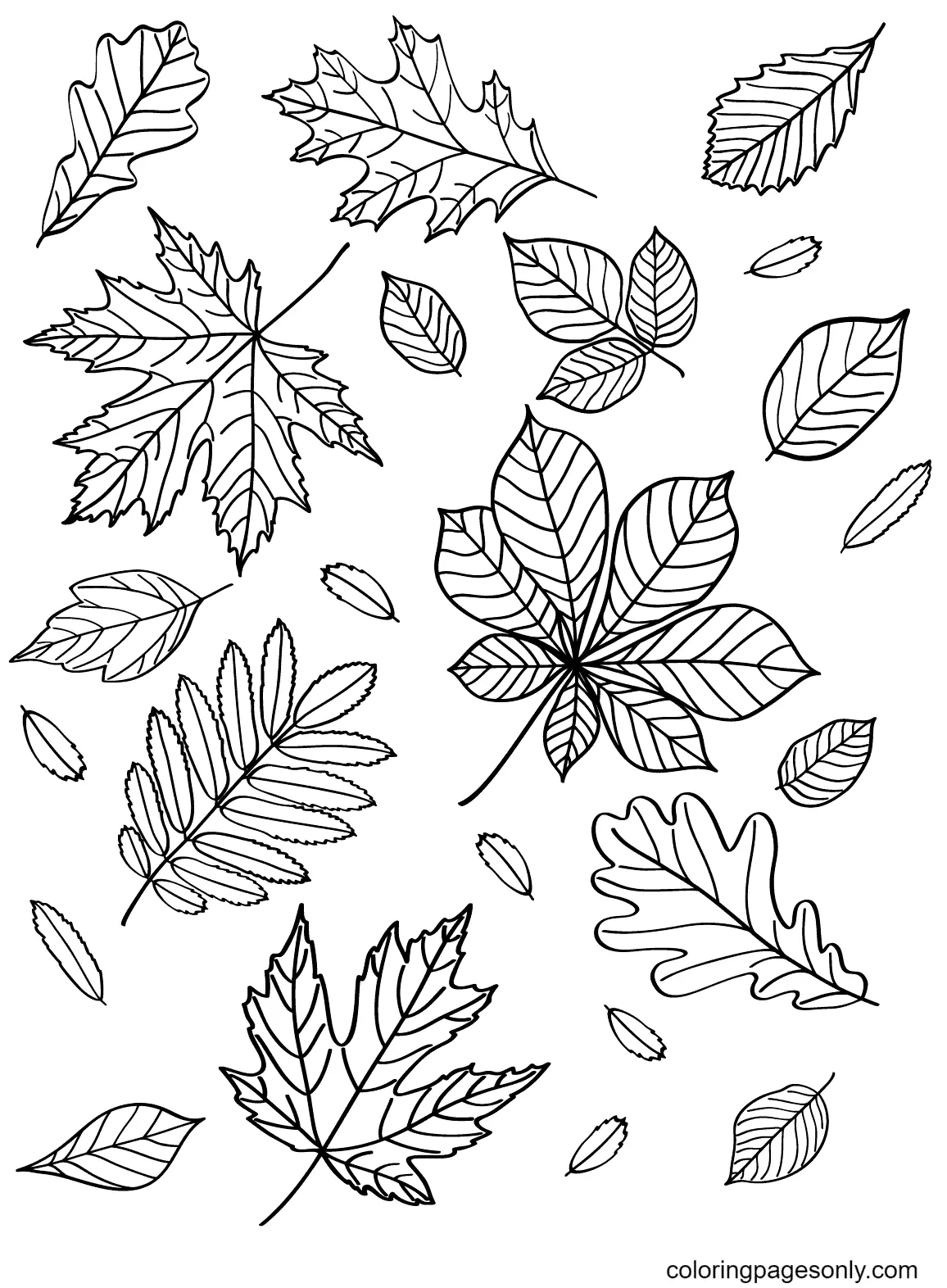 Autumn Leaves Coloring Pages 40