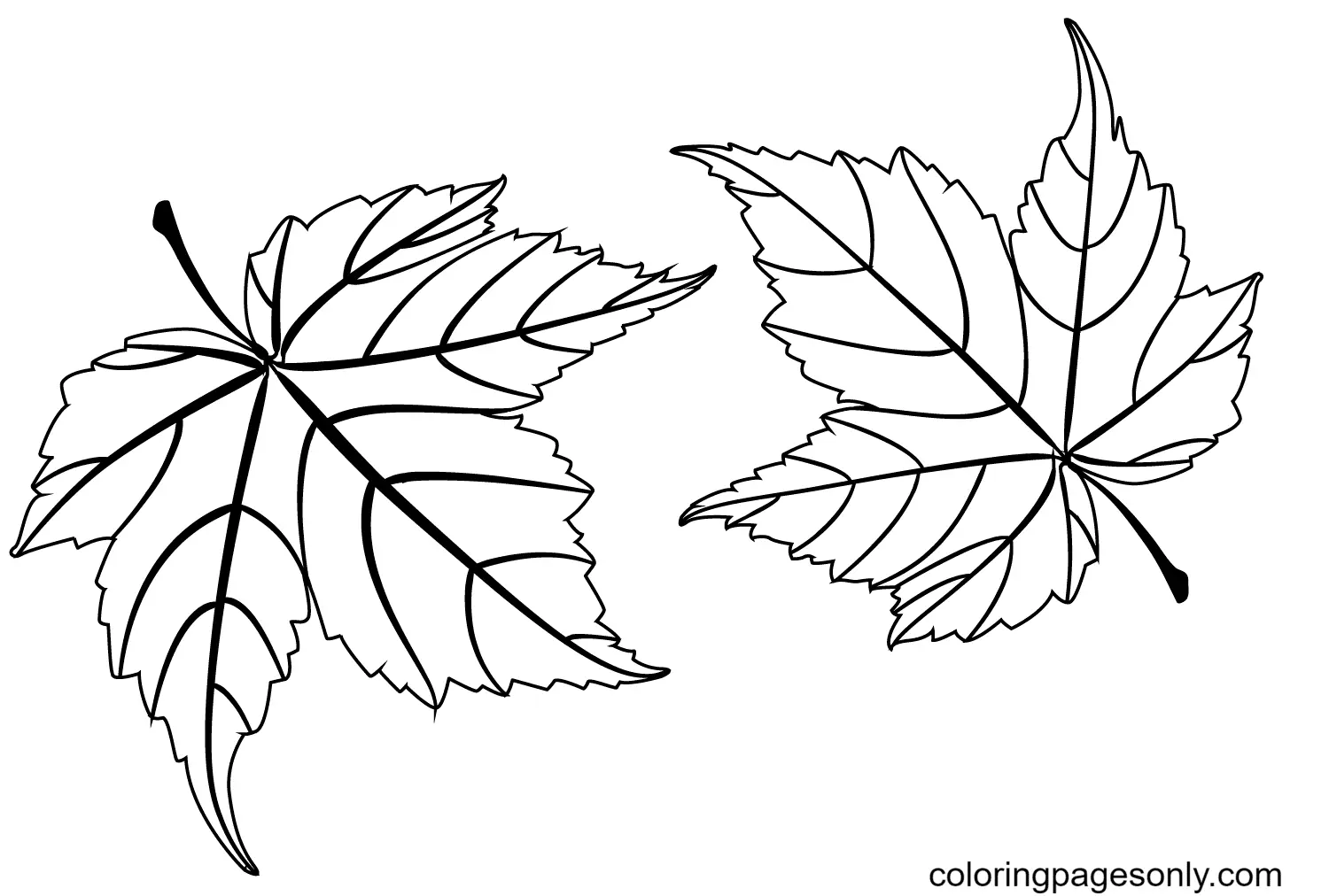 Autumn Leaves Coloring Pages 46