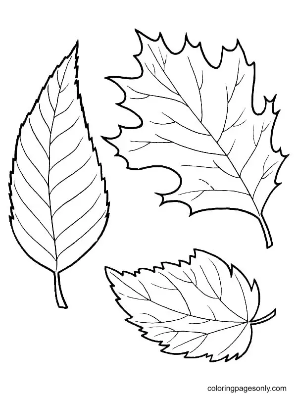 Autumn Leaves Coloring Pages 8