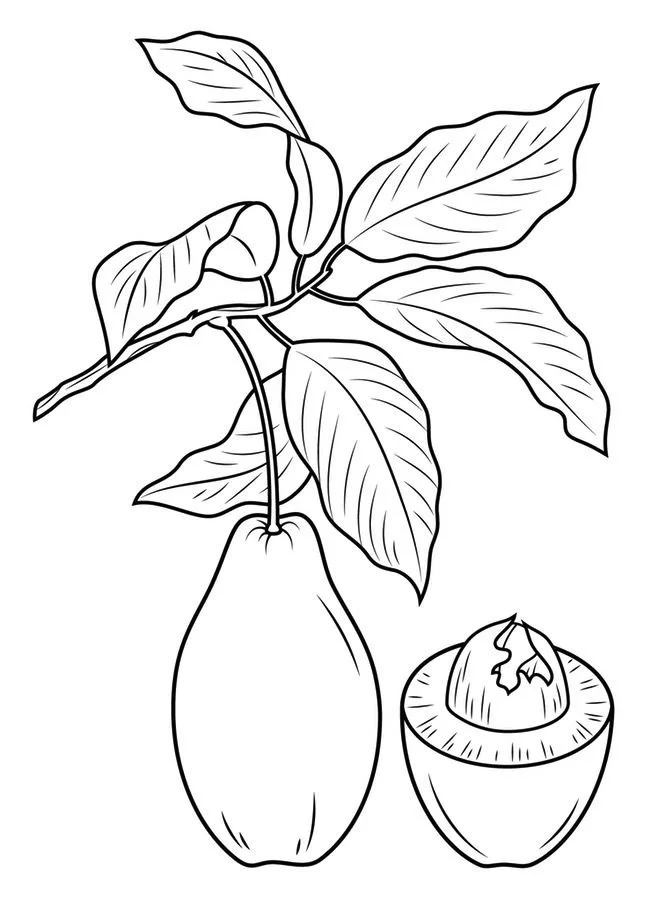 Aguacate Para Colorear 23