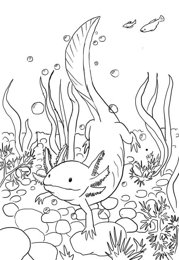 Axolotl Para Colorear 41