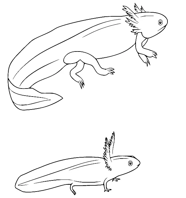 Axolotl Para Colorear 49