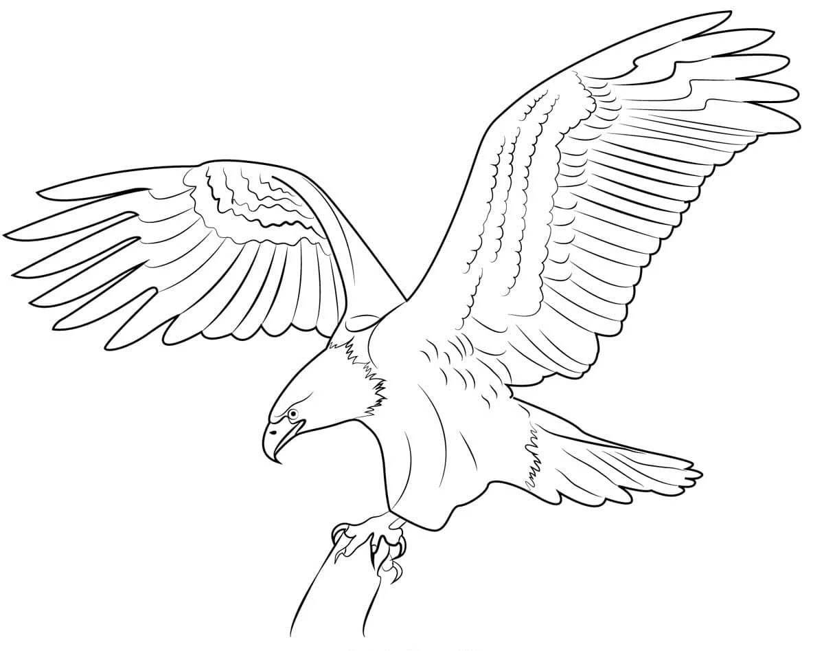 Bald Eagle Ausmalbilder 43